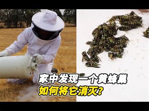 蜜蜂在家裡|2024蜂巢處理最新指南